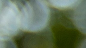 licencia de conducir florida online