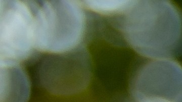 licencia de conducir florida online