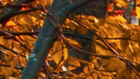 Consejos para cuidar el auto en otoño