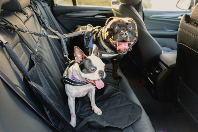 eliminar el pelo de perro del interior de tu auto