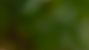 que significa gdl en new jersey