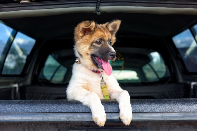 Cómo quitar el olor a orines de perro
