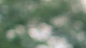 multas Thanksgiving NY