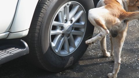 evitar que los perros orinen tus llantas