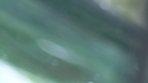 ¿Puedo usar 15w40 en un motor de gasolina?