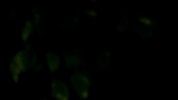 Accesorios para autos: cobertores de exteriores