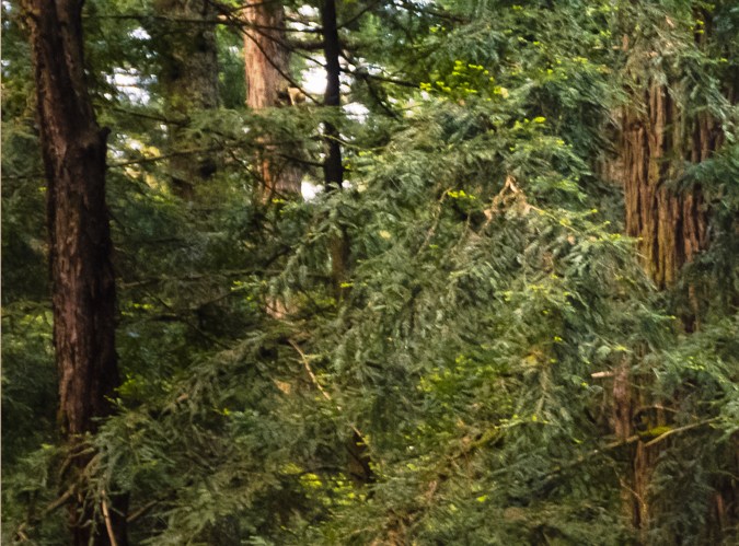 como conducir un automovil tesla