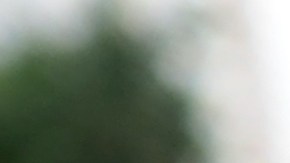 auto favorito de las palomas para hacer caca