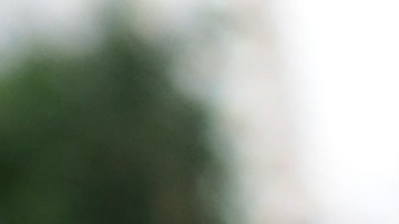 auto favorito de las palomas para hacer caca