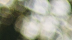 conducir sin licencia en florida