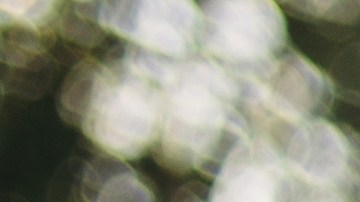 conducir sin licencia en florida