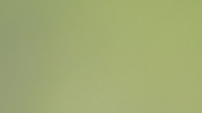 Motos que no necesitan licencia en New york