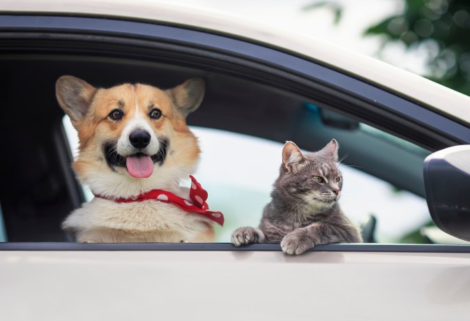 Tips para deshacerte de los pelos de tus mascotas en el carro
