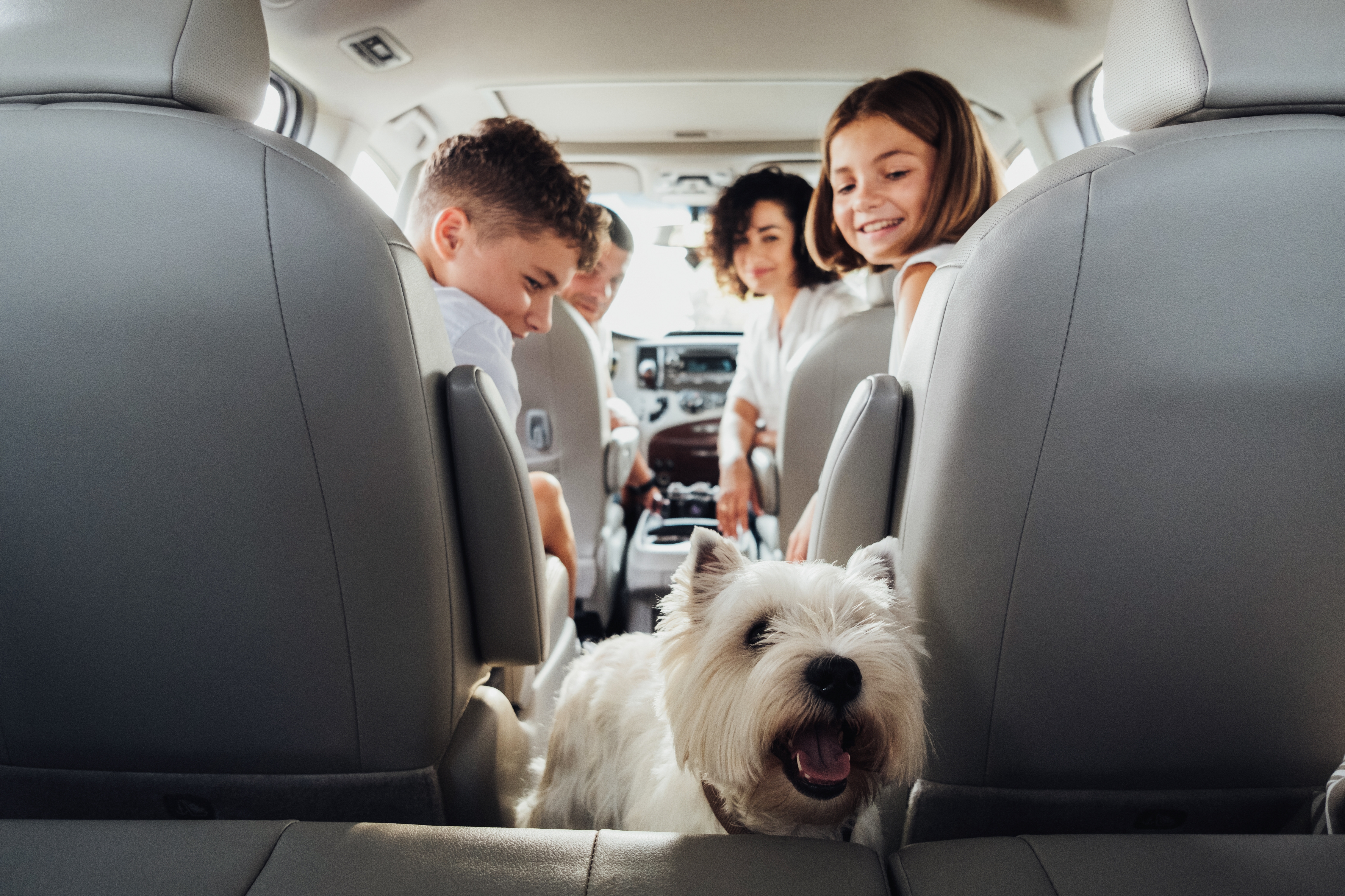 Tips para deshacerte de los pelos de tus mascotas en el carro