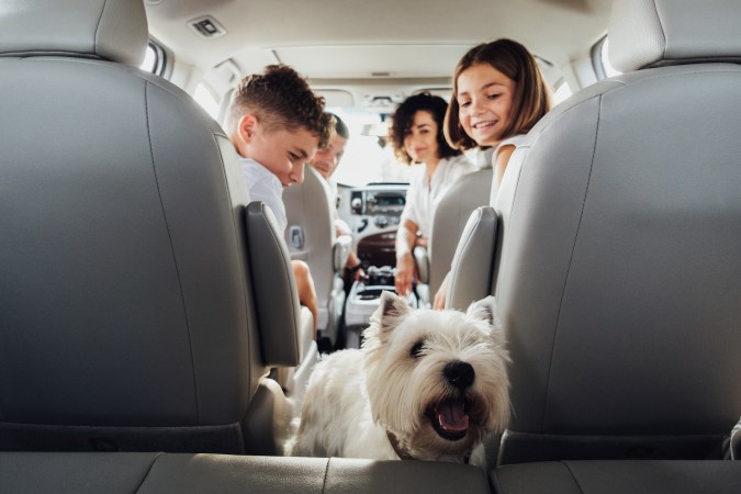 Tips para deshacerte de los pelos de tus mascotas en el carro