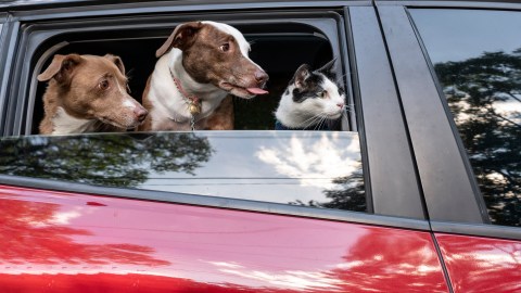 Tips para deshacerte de los pelos de tus mascotas en el carro