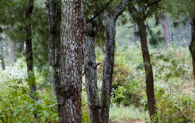 El ranking de los 10 motores más potentes de Chevrolet