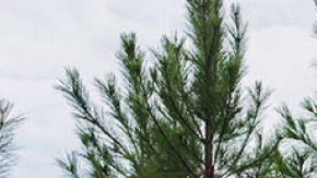 Jeep Grand Cherokee 4xe, uno de los mejores híbridos para aventuras