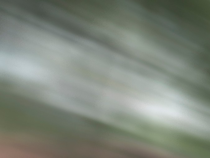 licencia de conducir en Alabama