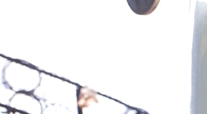 licencia CDL para indocumentados