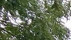 trabajar como chofer en ny