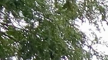 trabajar como chofer en ny