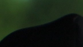 licencia de conducir digital de California