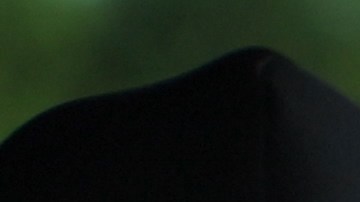 licencia de conducir digital de California