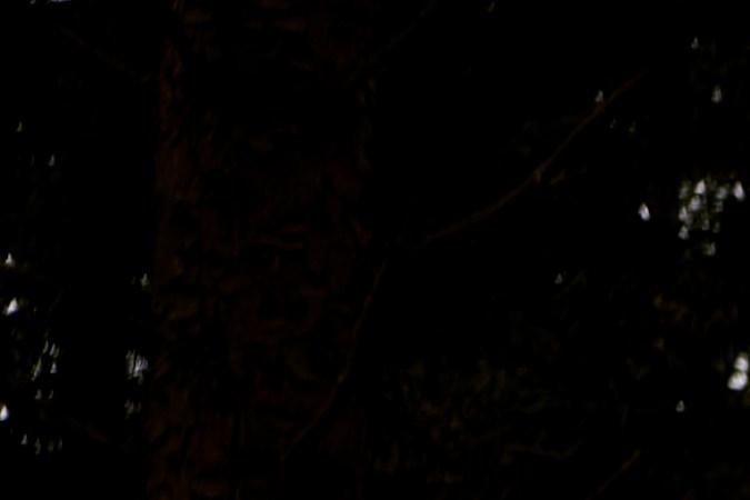 Ford Mustang Mach-E Rally