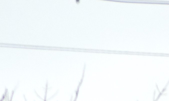 pagar toll por la placa houston