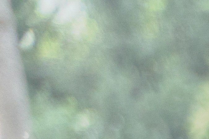 licencia de Carolina del Norte