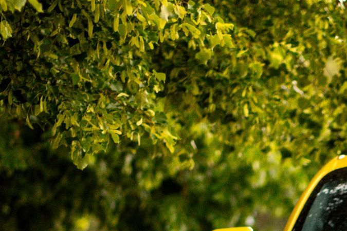 Alerta a los dueños de Mustang