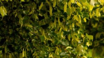 Alerta a los dueños de Mustang