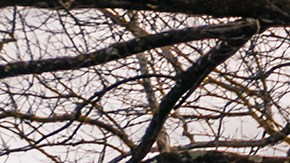 A prisión: famoso mecánico estafaba a coleccionistas de Ferrari