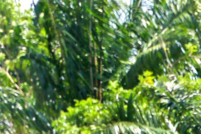 Ford F-150: historia del pick-up más icónico de USA