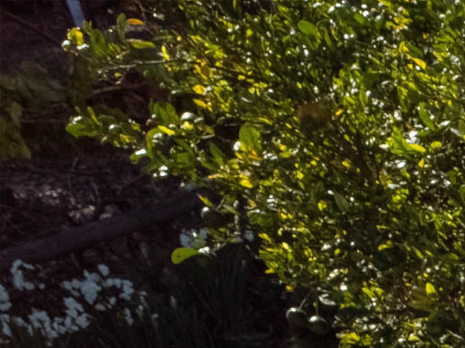 Ford Maverick 2025 llega con mayor capacidad y versatilidad