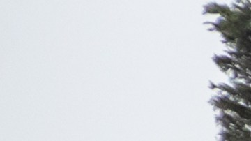 Qué es el Costco Auto Program y cómo funciona