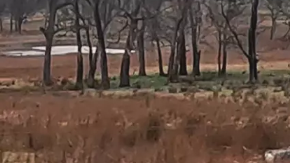 RooBadge: el dispositivo de Volkswagen para proteger a los canguros de los autos