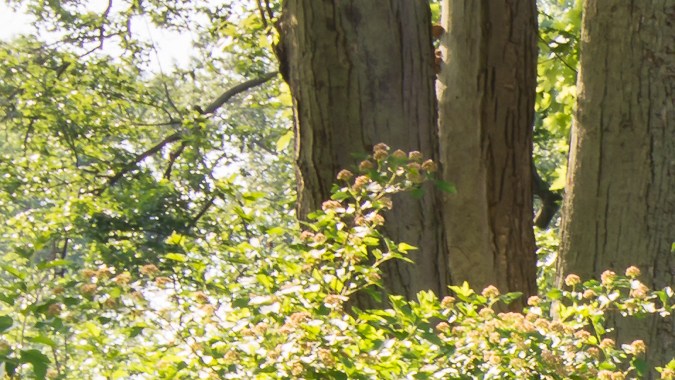Los mejores carros de Toretto en Rápidos y Furiosos