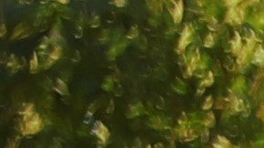 puntos examen de manejo