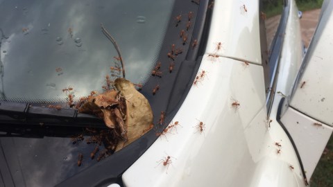hormigas en el auto