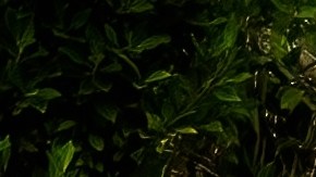 Qué es una ranchera