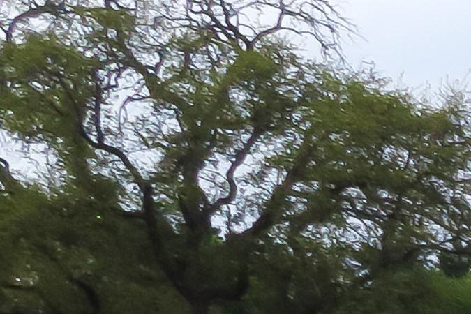 yonkes en Lubbock, Texas