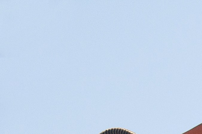 yonkes en lubbock, Texas