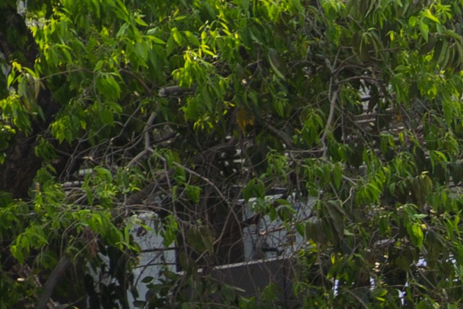 Las mejores marcas de autos indios