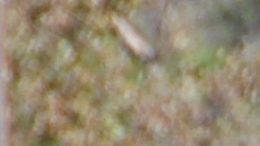 señal marrow bridge