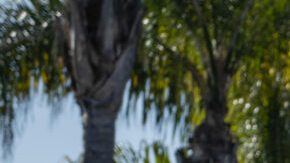 Toyota renueva su híbrido estrella: conoce el Prius Plug-in Hybrid 2025