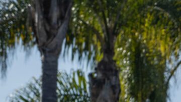 Toyota renueva su híbrido estrella: conoce el Prius Plug-in Hybrid 2025