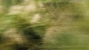 Honda Civic 2025 gana el premio Wards al mejor sistema híbrido