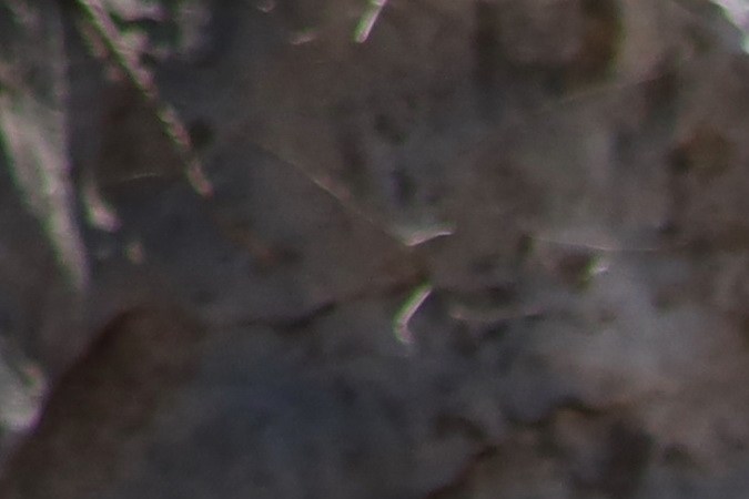 Garantía extendida para Tesla